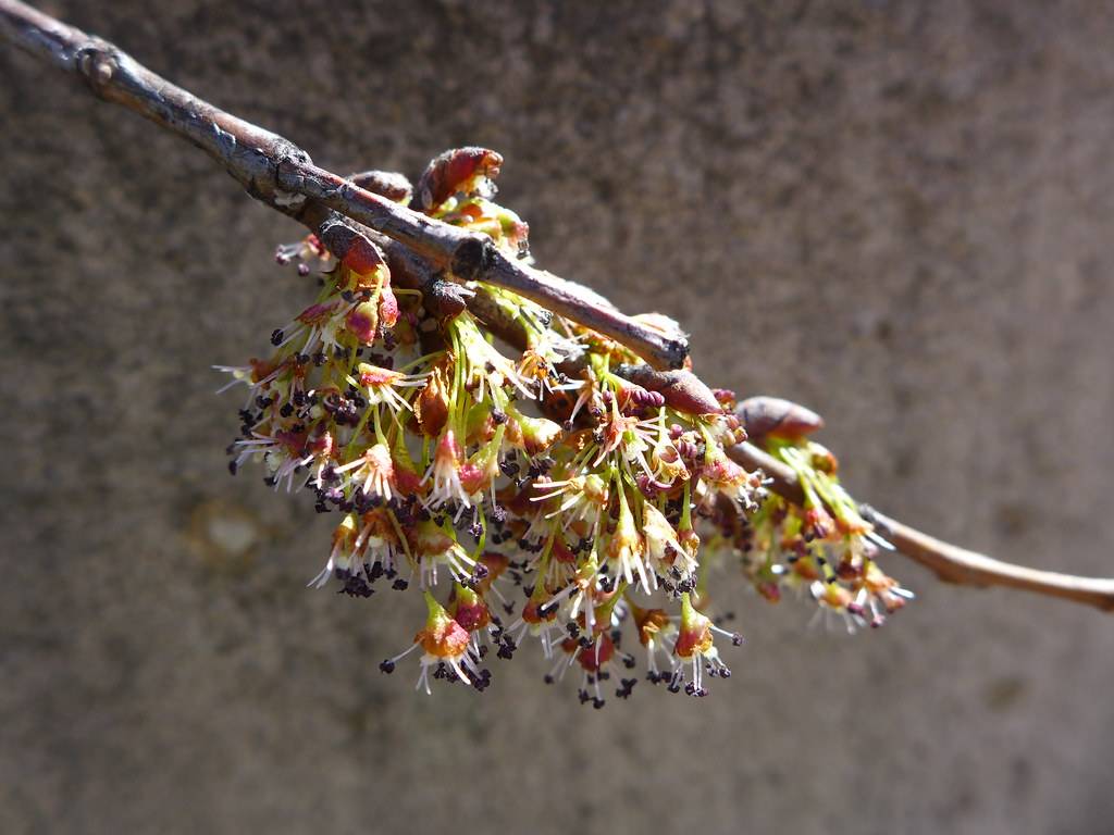 American elm flowers by KateStJohn_Birdblog is licensed under CC BY-NC-SA 2.0